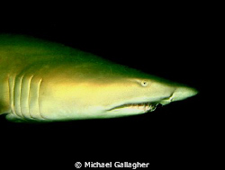 Grey Nurse Shark in the gloom, inside Fish Rock Cave off ... by Michael Gallagher 